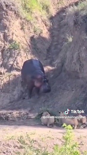 Liger Encounter: Real Footage of a Rare Animal