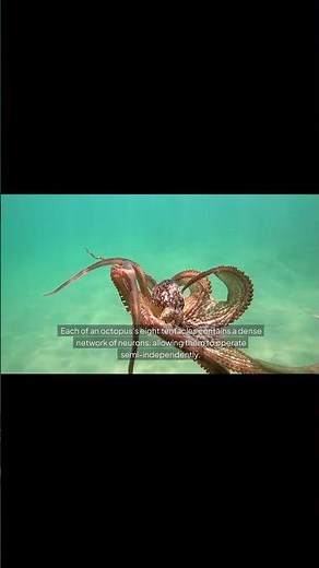 🐙 Octopus Tentacles: How They Work Independently from Their Brain! #scienceshorts
