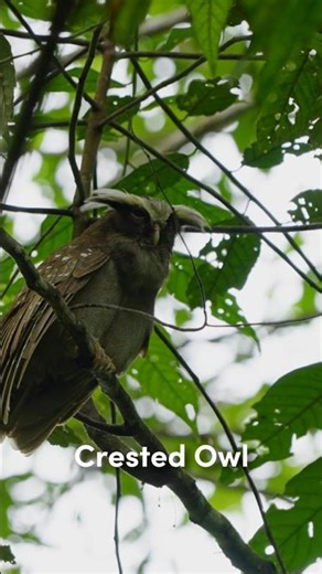 Face to face with Ecuador's Crested Owl