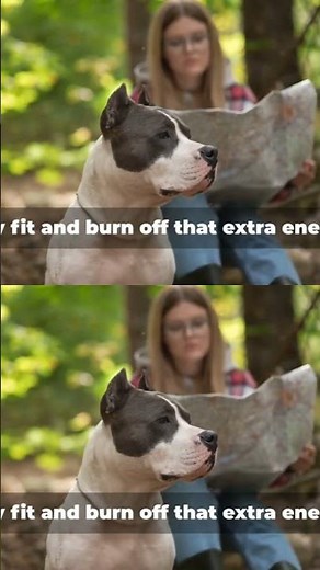 Pit Bull Care: Everything You NEED To Know