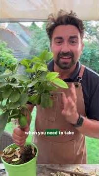 How to Care for Lemon & Lime Trees #gardeningtips