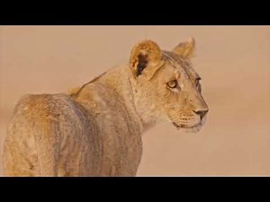 Nature: Lions of the Skeleton Coast