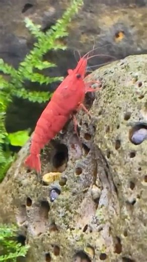 Red Cherry Shrimp breeding well #shrimp #cherryshrimp #aquarium #nano #aquatic #fightingfish #cute