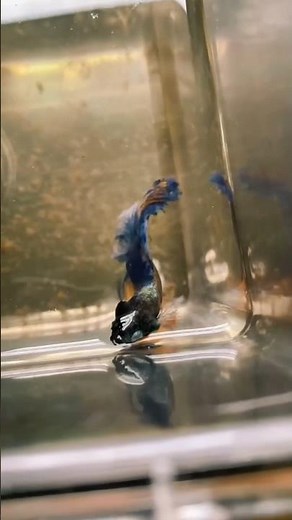 HOW TO RECOGNIZE WHEN MY BETTA FISH IS SICK‼️🐠 #bettafish