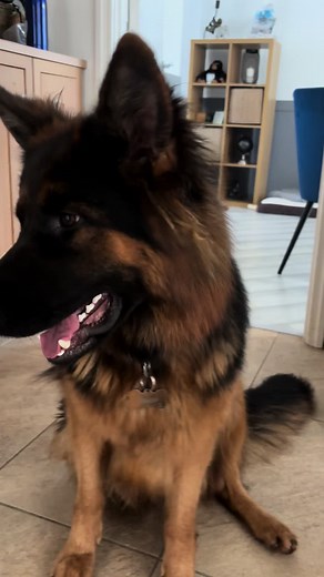 Friendly German Shepherds That Bring Joy