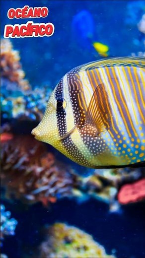 The Pacific Ocean: Colors You Won't Believe ✨ #pacificocean #amazingplanet