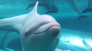 It has now been six years since Angel, the albino bottlenose dolphin was captured and put on captive display at the Taiji Whale Museum. Do you know her story? Read her tragic story and help give her a voice: https://bit.ly/2SxDwcM #DolphinProject #Dolphin #ThanksButNoTanks | Dolphin Project