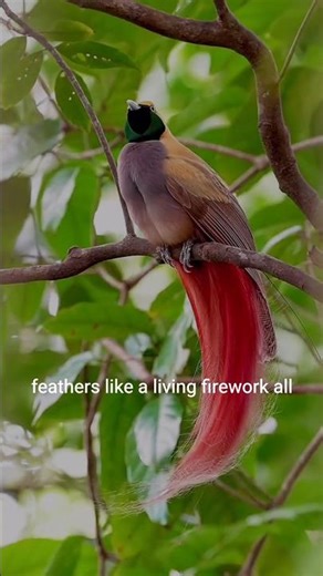 The Most Beautiful Bird Dance in the World | Greater Bird of Paradise😱 #birdofparadise #amazingbirds