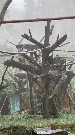 There are Siamang Monkeys⁉️