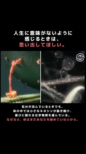 メディライフニュース medilife_news on Instagram: "🔬 私たちの体の奥深くでは、 毎瞬、驚くほど精密な ミクロの世界の旅が 続いています。 キネシンと呼ばれる 小さな運動タンパク質は、 細胞内の見えないレールに沿って動き、 エネルギーや栄養、 感情に関わる化学物質まで 運び続けています。 気分が沈んでいるときでも、 圧倒されそうなときでも、 迷いを感じているときでも、 キネシンは止まりません。 ドーパミンや セロトニン、 エンドルフィンといった いわゆる「幸福物質」を含む 小さな小胞を、 脳の神経細胞へ 届け続けています。 悲しみに立ち止まることも、 やる気を待つこともなく、 ただ、動き続ける。 なぜなら、 体は今この瞬間も、 あなたのために 働き続けているからです。 これは静かだけれど、 とても力強い事実です。 私たちは細胞レベルで、 回復力を備えて つくられています。 あなたの体は、 たった一瞬たりとも、 あなたを 諦めていません。 だから、 もしかしたら今日、 もう一歩だけ 踏み出せるかもしれません。 @medilife_news は、 この物語を伝