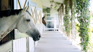 SCAD equestrian | SCAD.edu