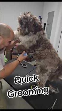 quick grooming #labradoodles #dog #puppy #grooming