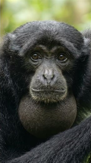 Siamang | The Loudest Gibbon of Sumatra