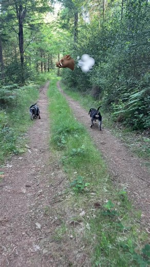 Vulco X Mango 🐗💨 #griffonbleu #chasse #sanglier #afaccc #pourtoi