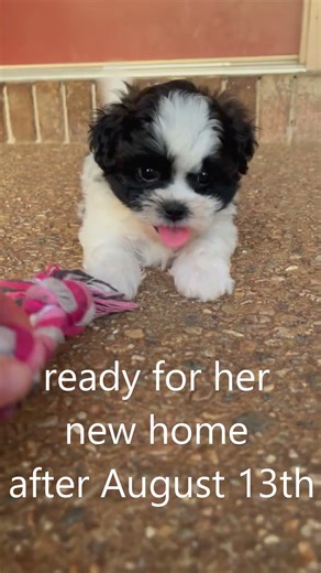 LRoxie.6 #cutedog #puppy #doglover #dog #pets #dogs #cute #puppies #cutepuppy #doglife #happy #pet