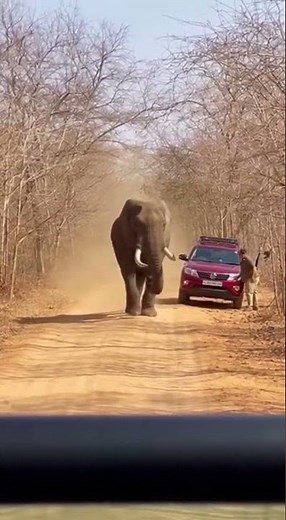 Elephant attacking Humans in forest🐘 Wild Encounter Caught Live #wildlife #nature #elephants
