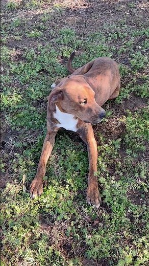 Meet Bo Diddle a Plott Hound currently available for adoption! 4/17/2025 2:50:50 PM