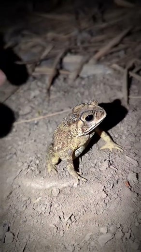 frog jamping #shorts