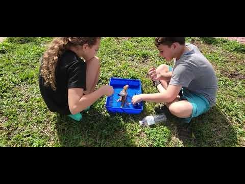 Bathing my Bearded Dragon Rae