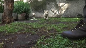 22K views · 430 reactions | RARE WHITE LIONS: A Mexico zoo is showing off its prized white lion cubs! These beautiful lions have coloration that results from a genetic rarity. What do you think their names should be? More: https://bit.ly/2KEIYCI | FOX 5 Atlanta | Facebook