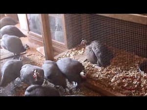 Injured Guinea Fowl part 2 Compound fractures both legs