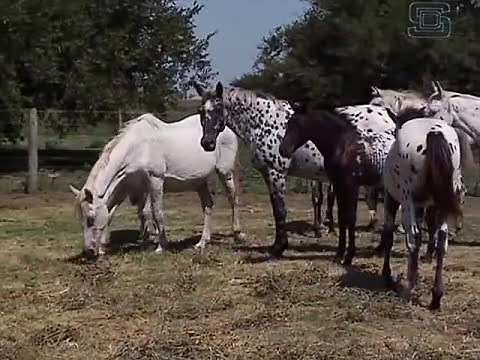 Documental Appaloosas