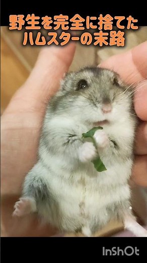 野生を完全に捨てたハムスターの末路が…😂🐹＃ハムスター＃ジャンガリアンハムスター＃癒し＃ジャンガリアンハムスターかわいい