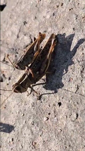 Grasshopper mating