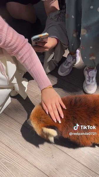 Adorable Red Panda ASMR at the Zoo