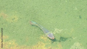 Freshwater in thailand name fish Nile Tilapia (Oreochromis niloticus) and their behavior in natural habitat. Will swim towards the male fish, namely the attacker to expel