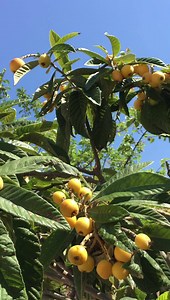 4.6K views · 307 reactions | Le Néflier. C'est la saison des nèfles qui entrent dans la recette de plusieurs préparations culinaires. Elles servent à confectionner des confitures, compotes, tartes et liqueurs. Leur chair a des propriétés astringentes et diurétiques. | Association des Commerçants de Sanary | Facebook