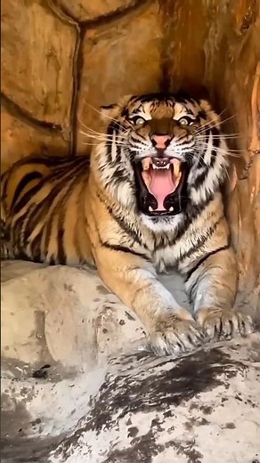 You DIDN'T know THIS about the Bengal Tiger 😳🐅 #bengaltiger #tiger #animals #wildanimals