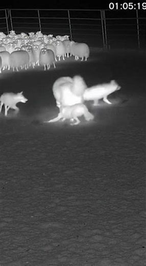 Great Pyrenees vs Coyote Pack