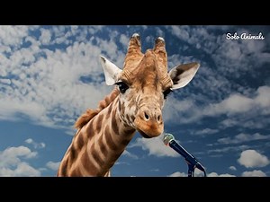 Giraffe Sounds: What sound does a giraffe make | Giraffe Noise | Giraffe Ki Awaaz | Solo Animals
