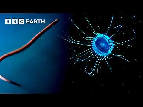 Mysterious Underwater Creatures | BBC Earth
