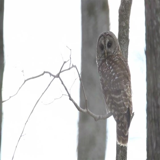Barred Owl Time