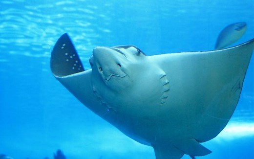 Mantarraya: qué es, características, hábitat, vulnerabilidad, reproducción