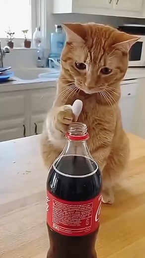 Hilarious Cat Moments Compilation for Kids