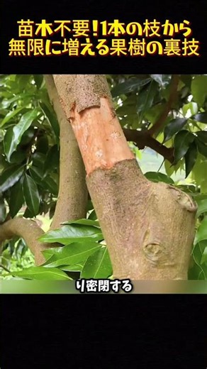 No Nursery Plants Needed! The Secret Trick to Multiply Fruit Trees Infinitely from a Single Branc...