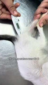 Little BigMac’s survival story🥹 #straycat #feralcat #adoptstrays #rescuecat @secondchance.kingdom