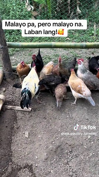 Buhay sa Chicken Farming: Pag-ibig sa Simpleng Pamumuhay