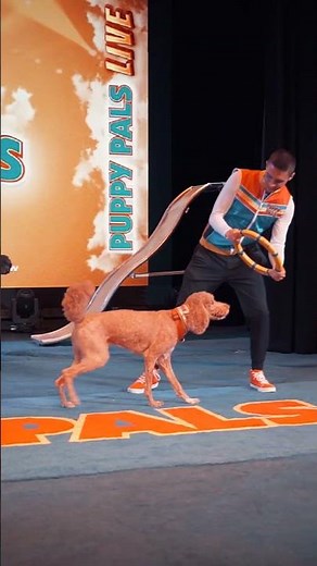 Puppy Pals Live DAZZLE and AMAZE!