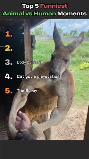 Top 5 Funniest Animal vs Human Moments 🐾😂