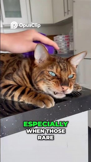 Bengal Cats: More Than Just a Wild Look