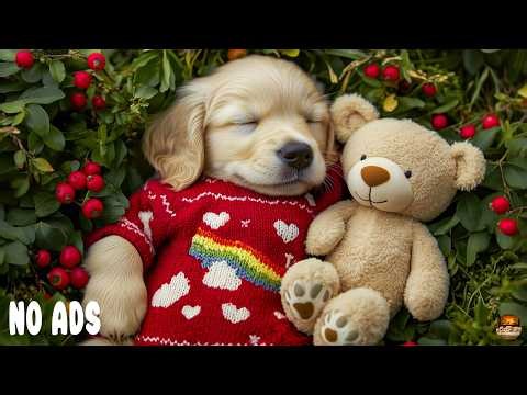 12 Hours of Relaxing Music for Dogs 🐶 Fall Asleep Fast 🎵 Soothing Sleep Music All Night