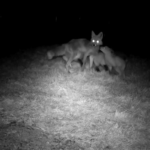 4.1K views · 208 reactions | The U.S. wildlife refuge system is the...