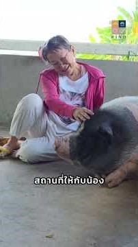 หมาแมวมีอายุ 10-20 ปี คนเดียวดูแลไม่ไหว ถ้าพวกเราช่วยกันจะดีกว่า #kindanimalsanctuary #บ้านฮักใจดี
