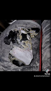 New toy for the 3d printer! Bubbles and Dorado!! | Bubbles the two legged weiner dog