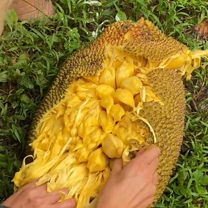 2.4M views · 1K reactions | Our mouths are watering from all these tropical epic fruits. | Tastemade Travel | Facebook