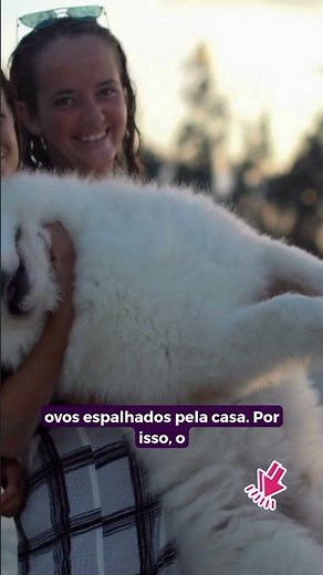 Onde Cachorro Pega Pulga? A Vet Explica: Os Riscos e Como Evitar! #cachorro #gato #pet